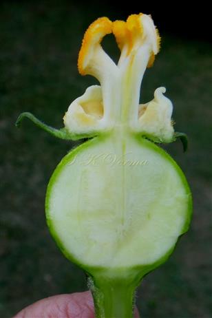 Female flower V.S.